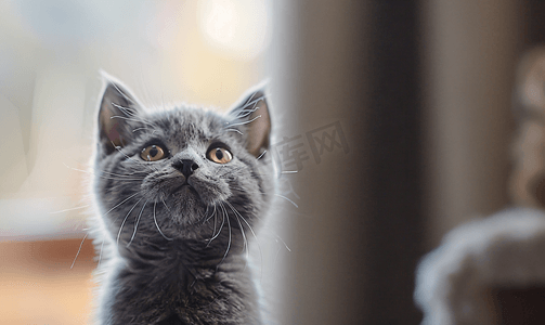 孤立可爱的英国灰色猫