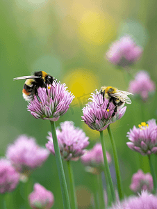 大花卉摄影照片_大黄蜂从韭菜花中采集花蜜