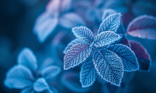 被白霜覆盖的植物的霜叶