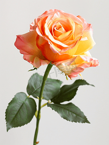 邀请函婚礼摄影照片_橙色和粉色玫瑰单一盛开色调的特写