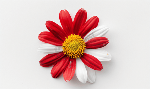 中心有白色和黄色的美丽红色雏菊