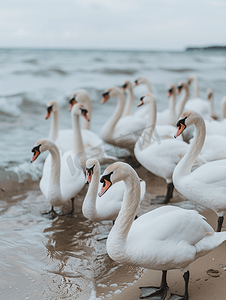 一群野生动物摄影照片_海边的一群白天鹅