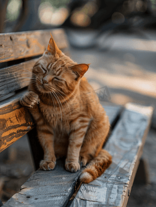 红发猫坐在木雕长凳上抓耳