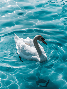 蓬松秀发摄影照片_白天鹅在蓝色的波浪中游泳
