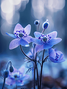 双十二蓝紫色海报摄影照片_春天森林里的肝海葵肝蓝花