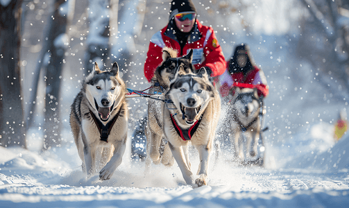 雪橇犬滑雪哈士奇雪橇犬拉雪橇犬驾驶员运动冠军比赛