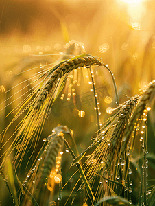 冬日清晨的露水湿润了收获田里的大麦穗选择性焦点