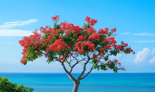 大海和蓝天背景上开着红花的树