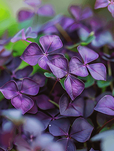 三角酢浆草或紫色三叶草