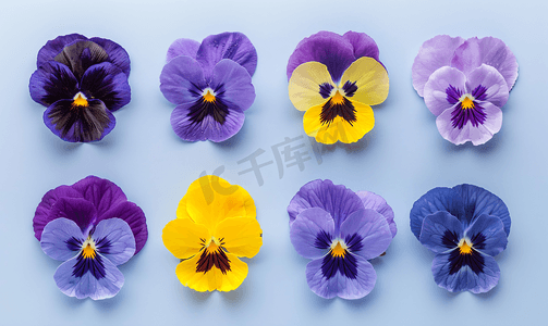 紫色三色堇花摄影照片_紫色和黄色色调的三色堇
