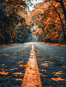 道路上有秋天的落叶