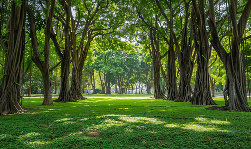 泰国曼谷花园公园的树根美景