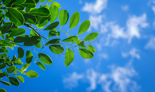 刺雅卡拉树留下明亮的蓝天背景是一些云彩