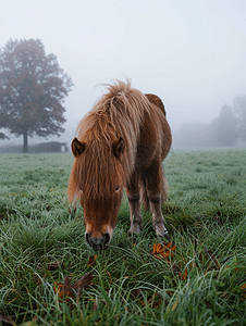设得兰矮种马在雾蒙蒙的早晨吃草