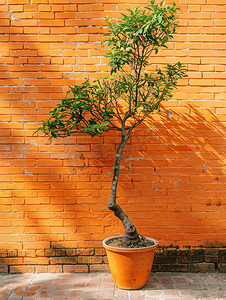 室内盆栽盆摄影照片_橙色砖墙上的树盆