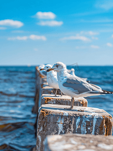 波罗的海沿岸防波堤上有鸟鸥的风景