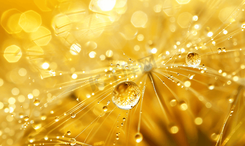 蒲公英种子与黄色和金色水滴的微距拍摄