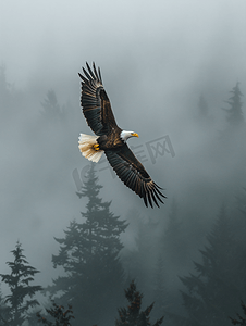秃鹰在雾中飞翔