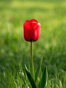 田野上的花朵摄影照片_美丽的春天花朵自然背景上的红色郁金香