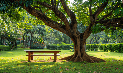 泰国曼谷花园一棵大树下的木凳