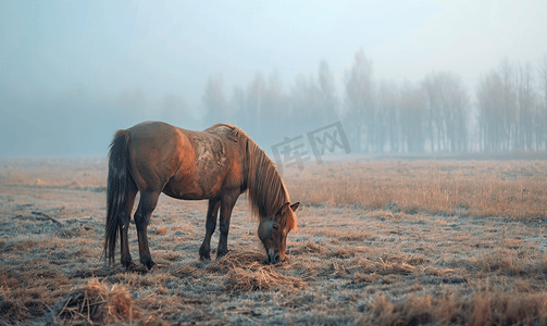 寒冷多雾的早晨马在吃干草