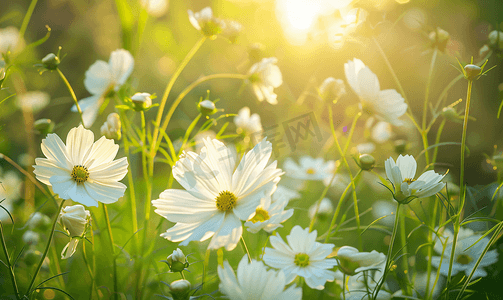色彩优雅摄影照片_早晨阳光下的白色波斯菊花