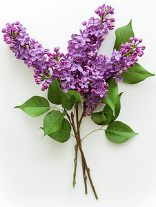 紫罗兰色背景摄影照片_白色背景上一束美丽的紫丁香花绿叶