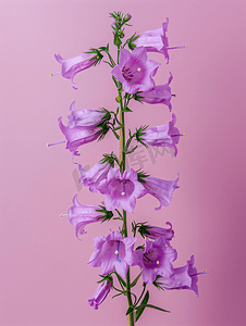 单朵花摄影照片_坎特伯雷钟声单茎上多朵花朵粉红色背景