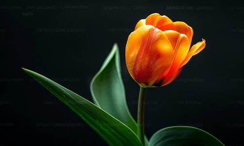在黑背景的美丽的橙色郁金香背景美丽的花