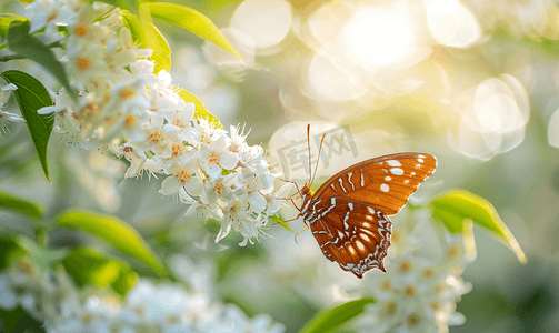 绿色矢量蝴蝶摄影照片_春天棕色的蝴蝶坐在白色的金合欢花上