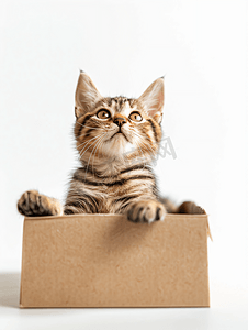 平面纸盒摄影照片_可爱的成年猫在纸盒里嬉戏