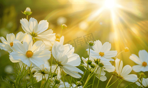 早晨阳光下的白色波斯菊花