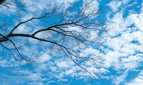 抽象皇冠摄影照片_白色多云天空下的黑色树枝