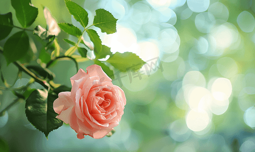 夏季花园绿叶背景下精致的粉红玫瑰