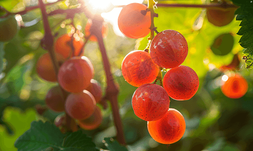 温暖的夏日阳光下花园里成熟葡萄的阴影特写