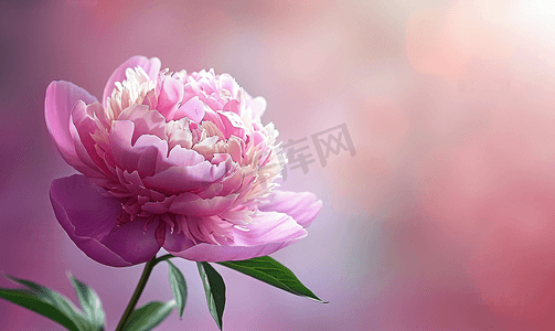 红色牡丹摄影照片_花园里粉红色牡丹花的特写