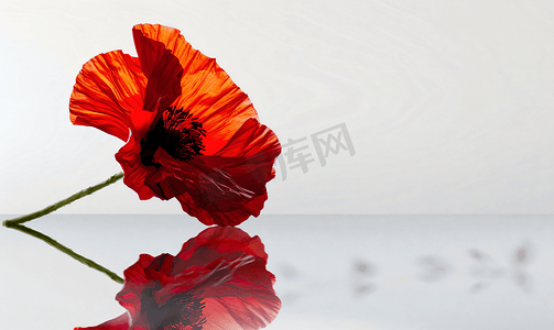 夏季美容摄影照片_浅色背景中的红色夏季罂粟花