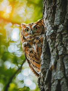 棕色动物卡通摄影照片_绿色森林中树上的猫头鹰图片