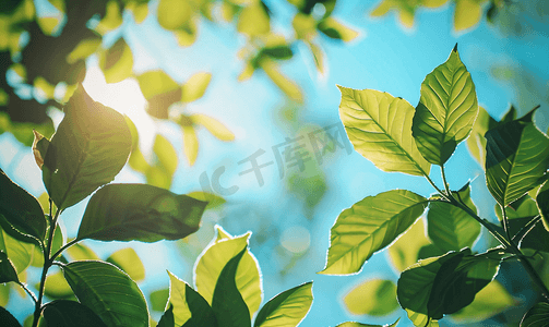 小清晰底图摄影照片_花园里清晨树叶后面的远处蓝天