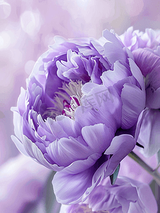 开花牡丹摄影照片_花园里紫色牡丹花的特写