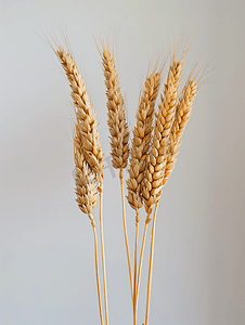 金牌麦穗奖章摄影照片_白色背景上一排黑麦穗一束黑麦穗