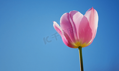 郁金香紫色摄影照片_粉红色郁金香在蓝天的映衬下的特写