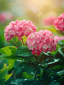 花园里的粉红色绣球花在绿叶的背景下特写