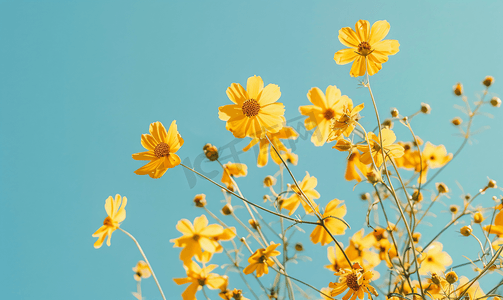 阳光下的植物摄影照片_夏日花园中蓝天衬托下的黄色花朵