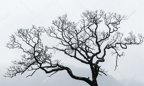 白色多云天空下的黑色树枝