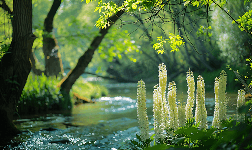 河边白色卡什福尔花林自然景观