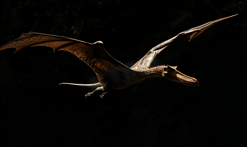 龙化石摄影照片_黑暗中的翼龙恐龙