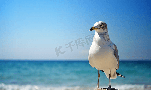 蓝天鸟摄影照片_蓝天上空的海鸥