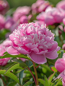 夏天花园里草本牡丹美丽的粉红色花朵