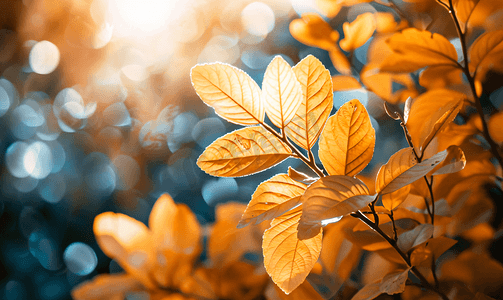花园里温暖的阳光照射着金色的秋天灌木叶